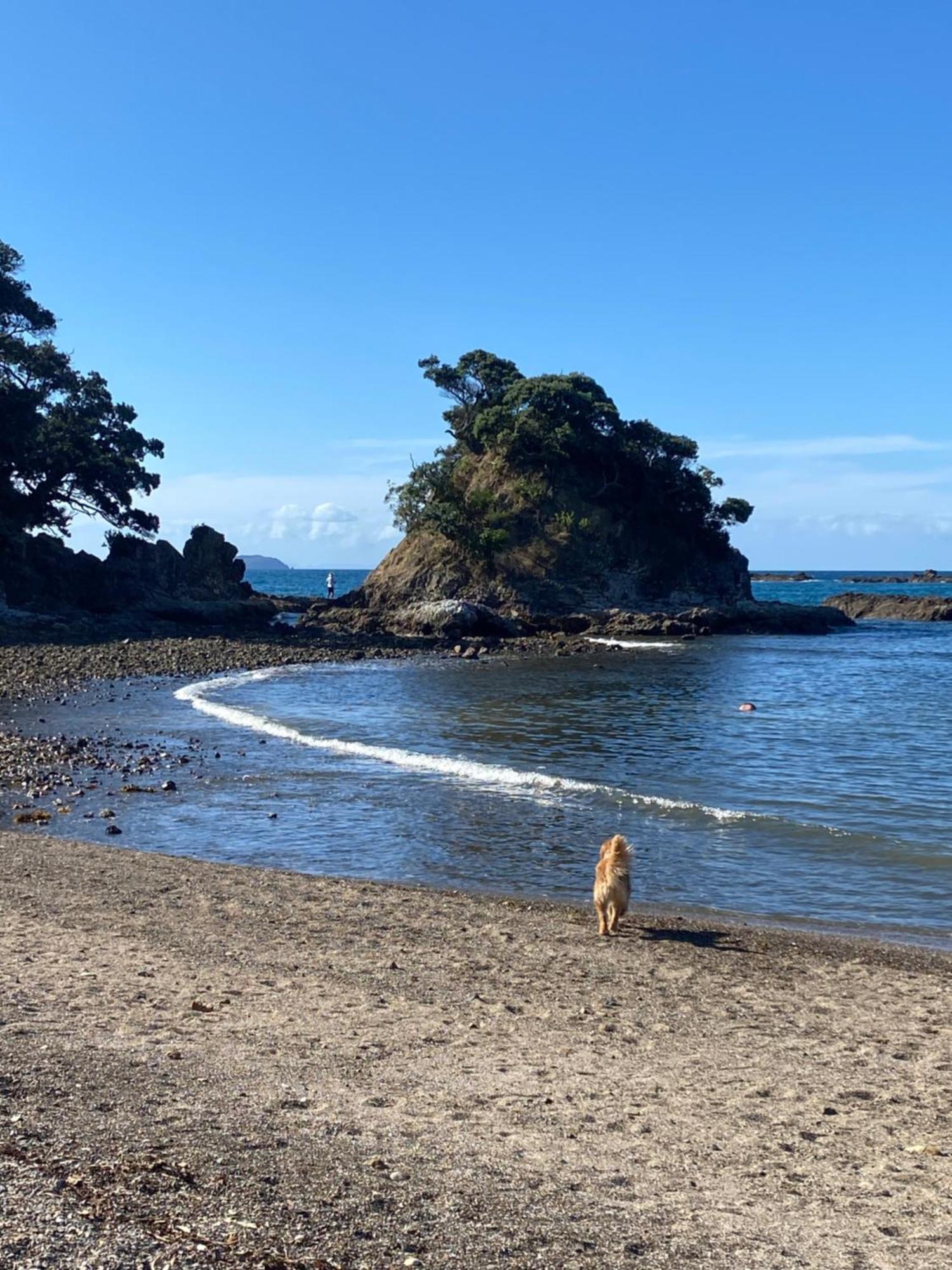 Kereru Cabin - Spectacular Seaviews, Rustic, Glamping Eco Adventure Palm Beach 외부 사진